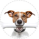 Collares Para Perros